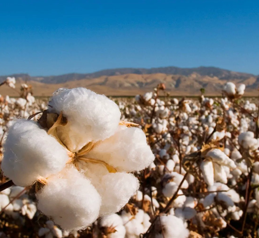 شركة سوتشو وانغو للحرير المحدودة